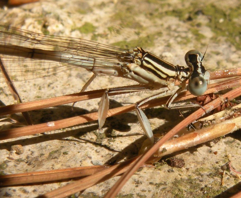 Ateniesi: Platycnemis pennipes nitidula